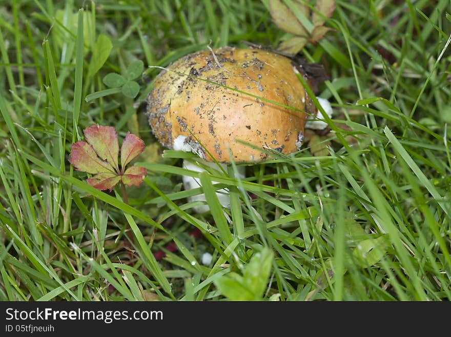 Mushroom Russula.