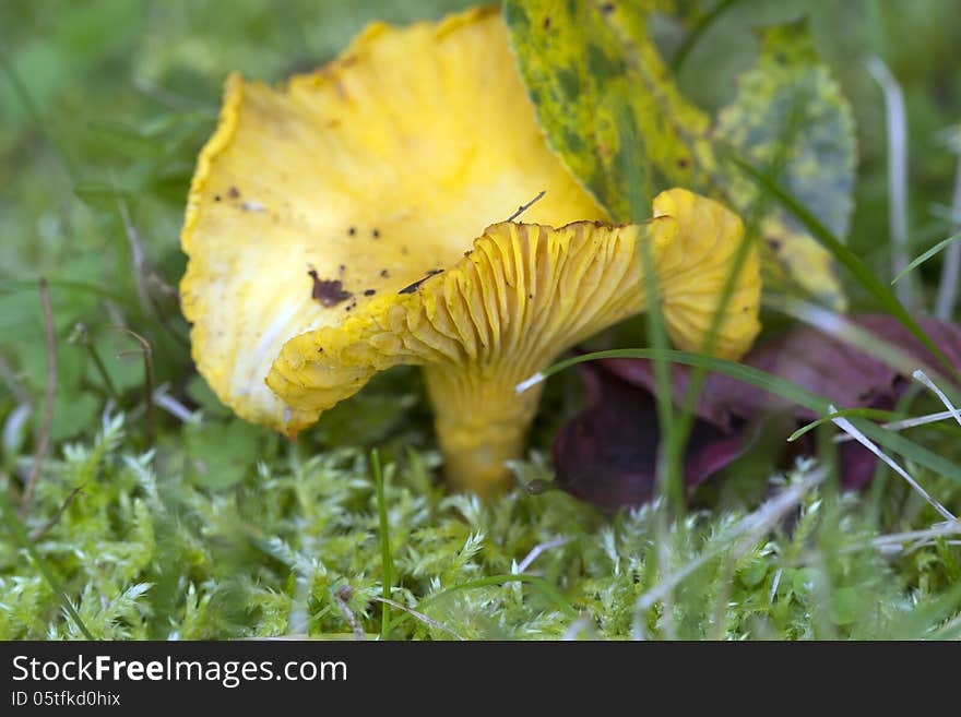 Chanterelle Mushroom &x28;Cantharellula&x29;