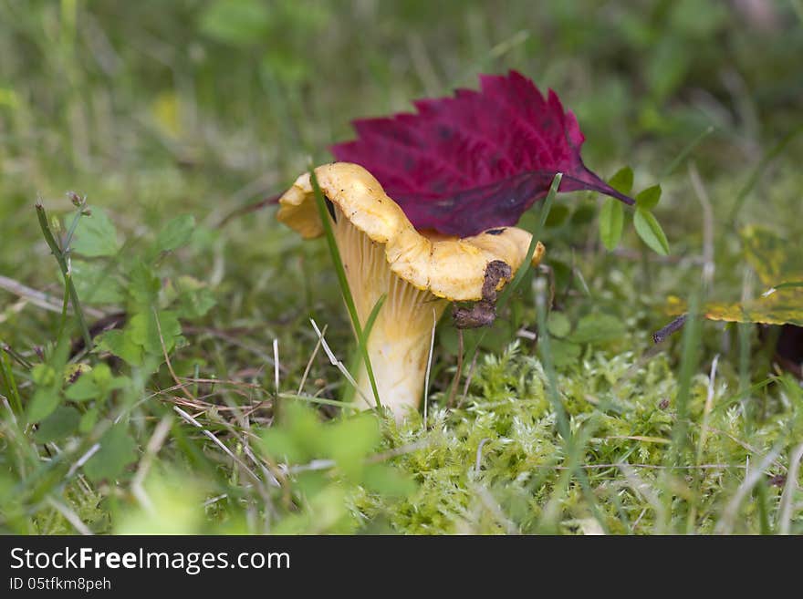 Chanterelle Mushroom &x28;Cantharellula&x29;