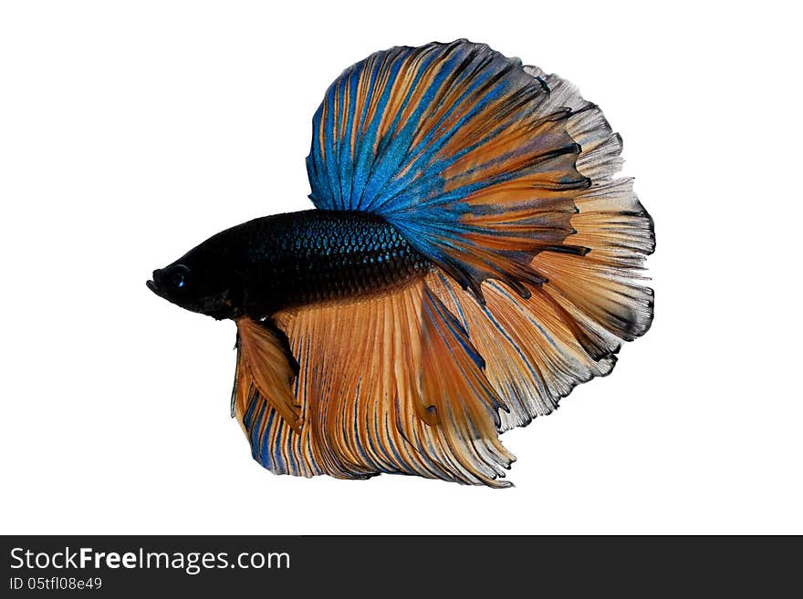 Blue siamese fighting fish on white background