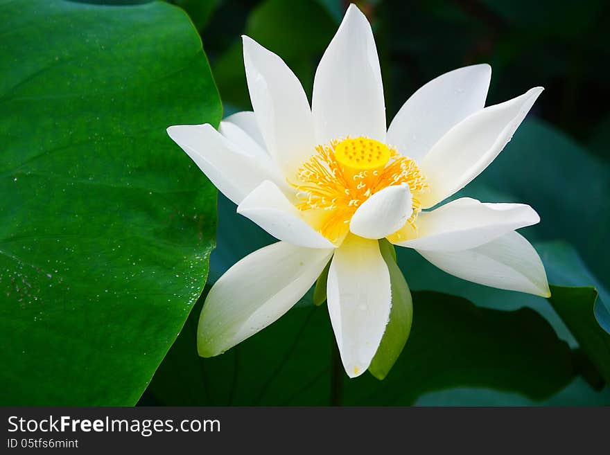 The closeup of white lotus flower.