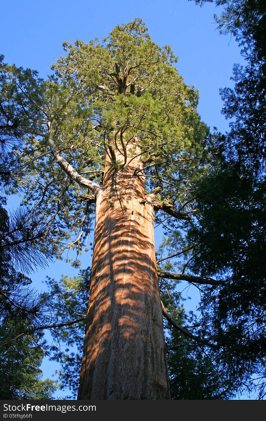 Sequoia tree, Sequoia National Park. Sequoia tree, Sequoia National Park