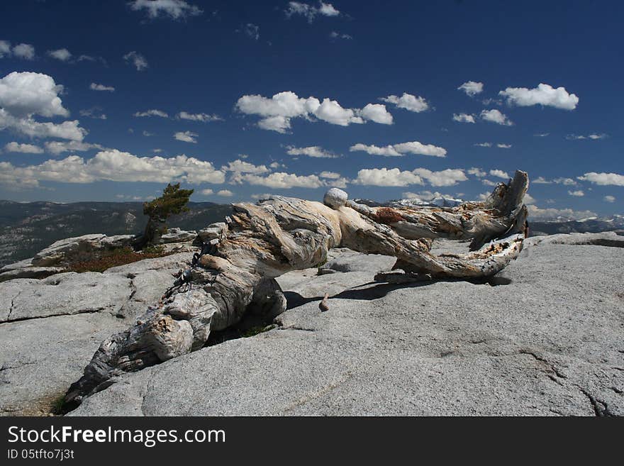 Jeffrey Pine, Sentinel Dome, Yosemite