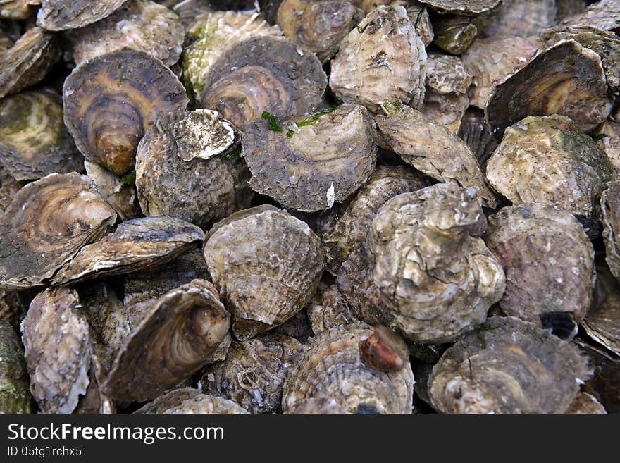 Closed oysters in seafood store