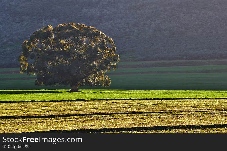 Landscape with tree in bright morning light. Landscape with tree in bright morning light