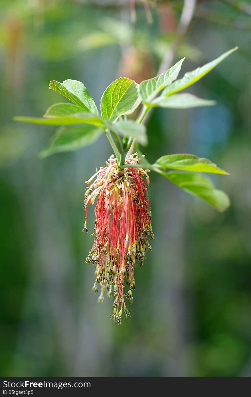 Red Plant Catkins on Green Leaves background closeup