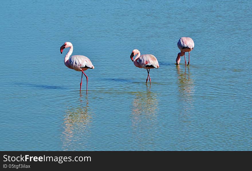 Flamingos in a lake seaching for food. Flamingos in a lake seaching for food