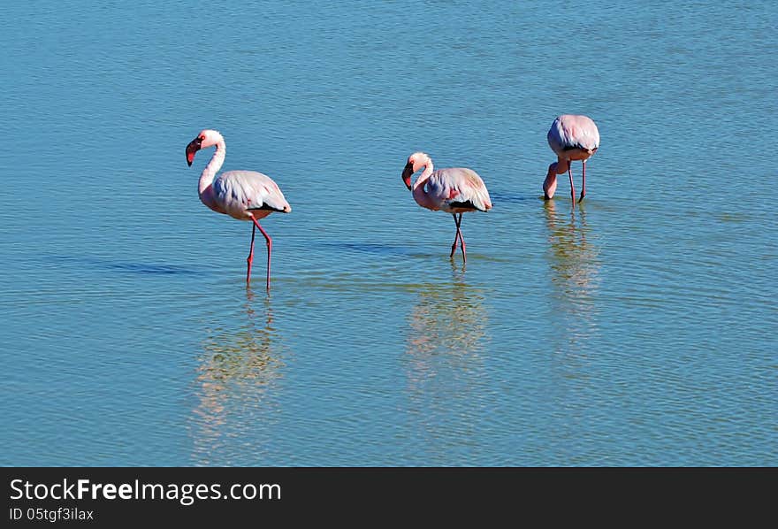 Flamingos...