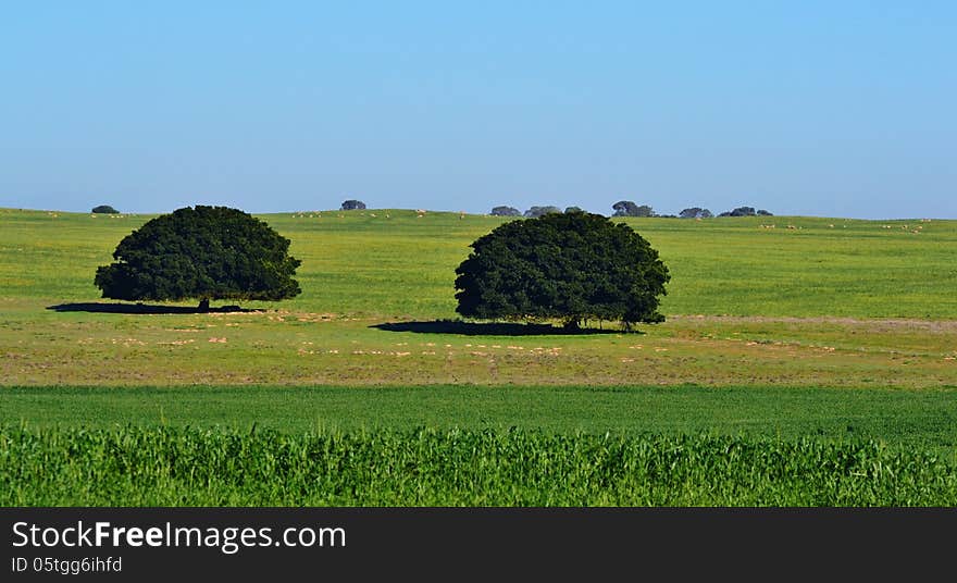 Landscape with trees in early morning light