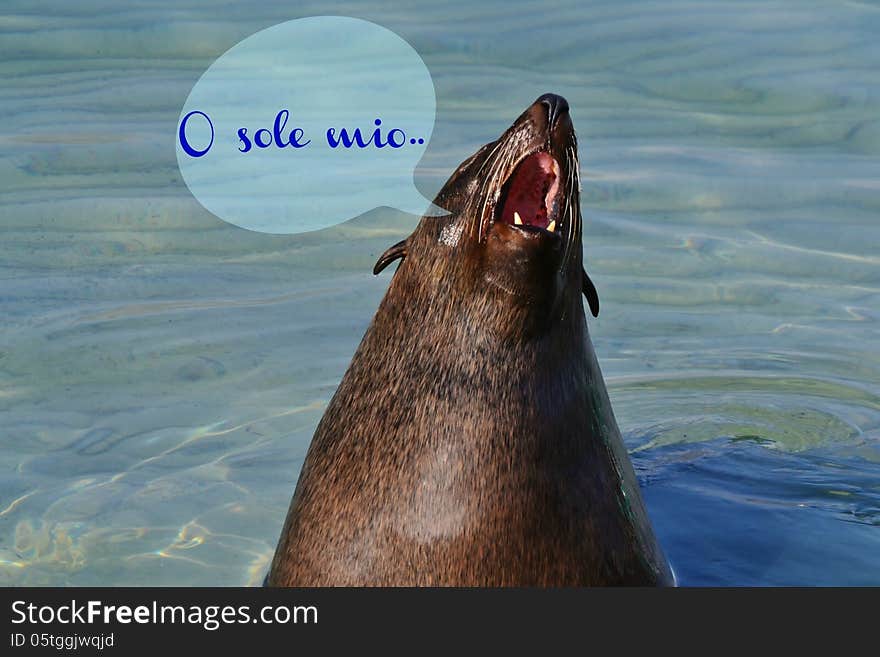 Cape Fur Seal...