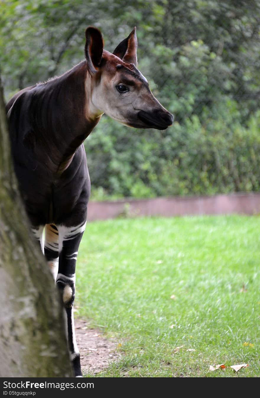 Okapi