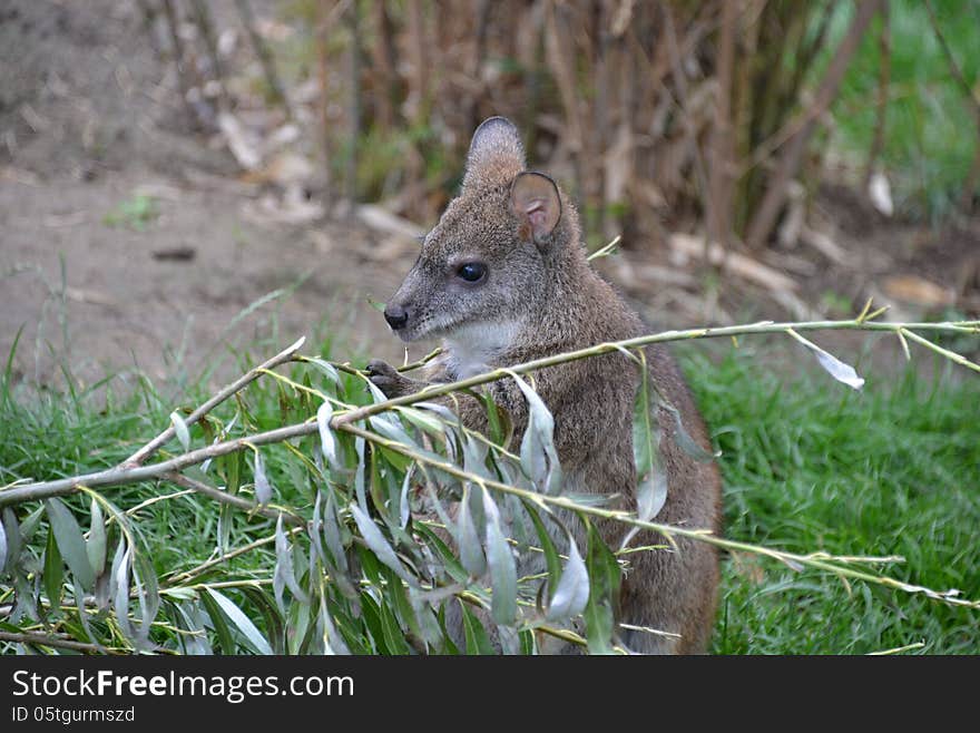 Little kangaroo