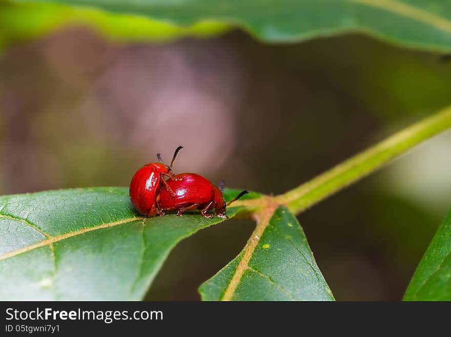 Red lady beetles