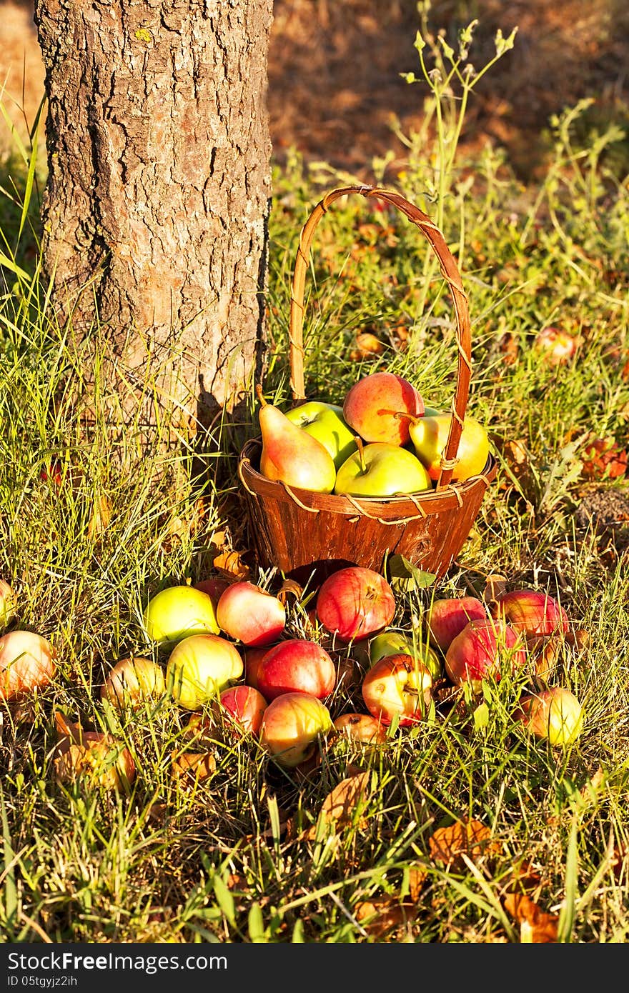 Basket with apples