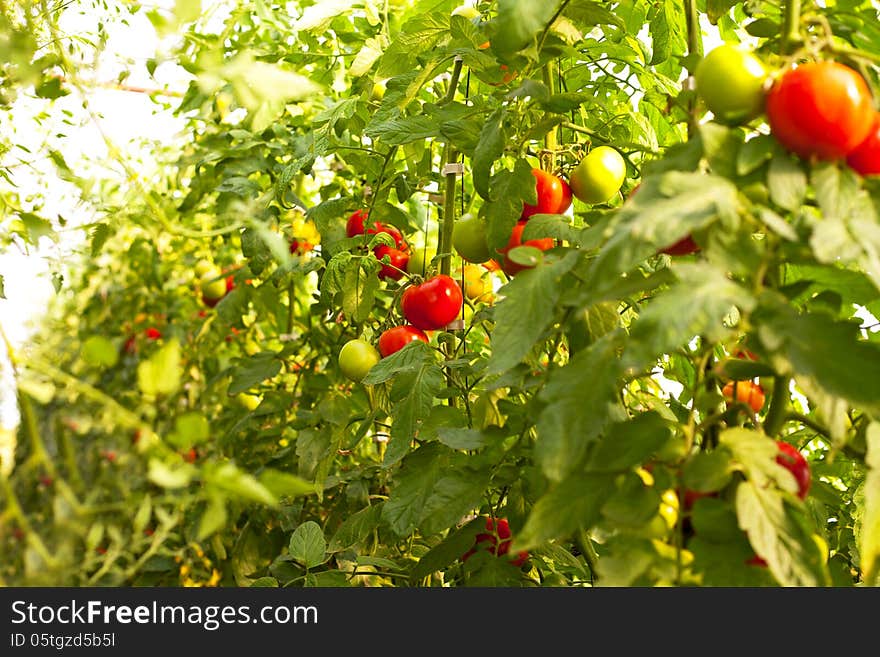 Growing tomatoes