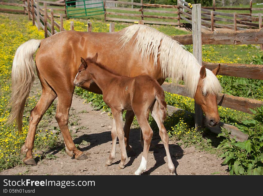 Palomino mare with foal. Palomino mare with foal.