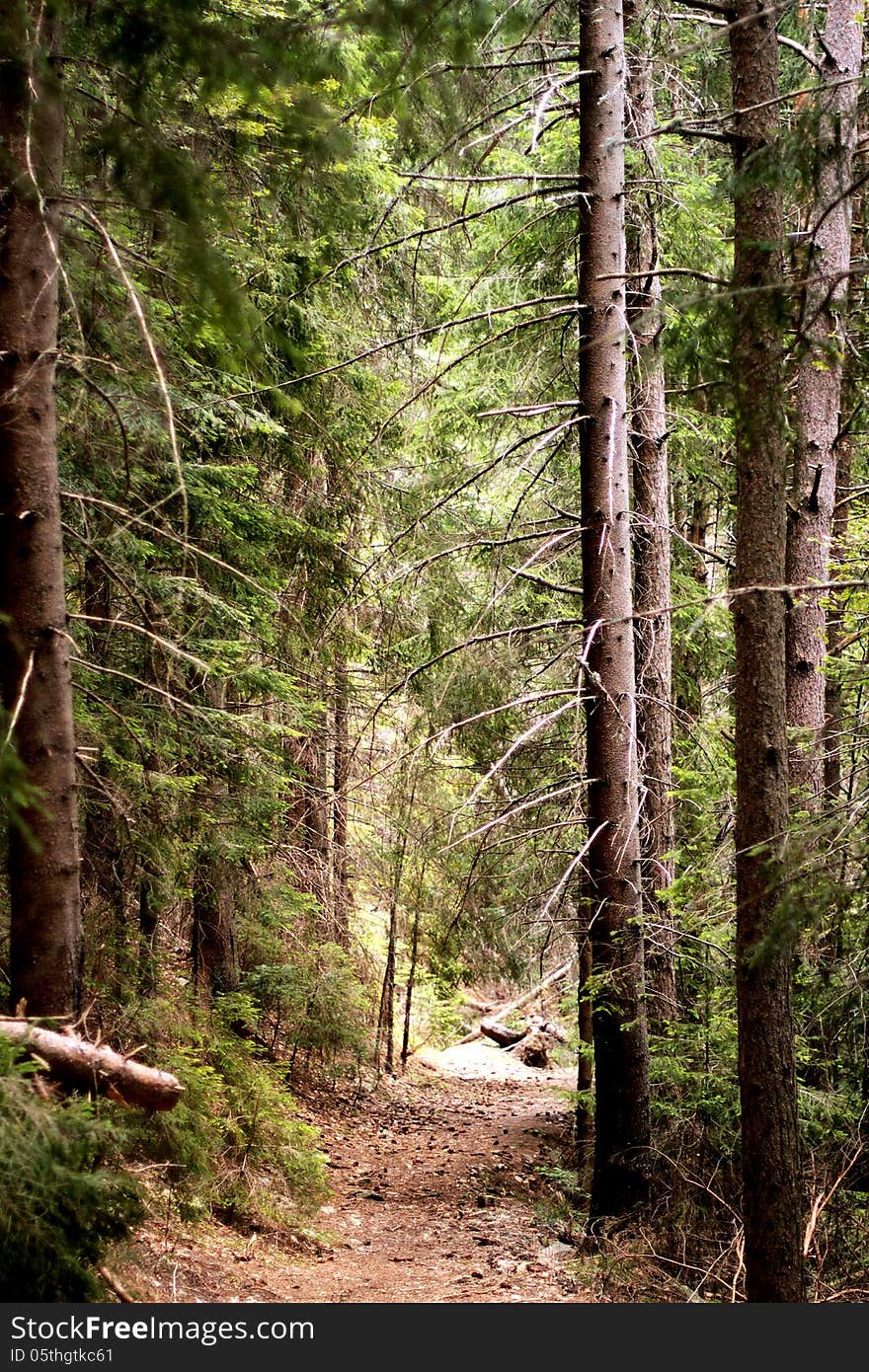 Magnetic forest landscape and spirit. Magnetic forest landscape and spirit