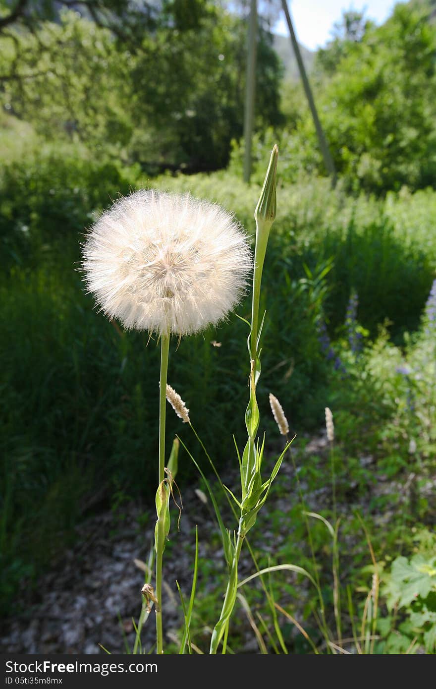 Huge dandelion