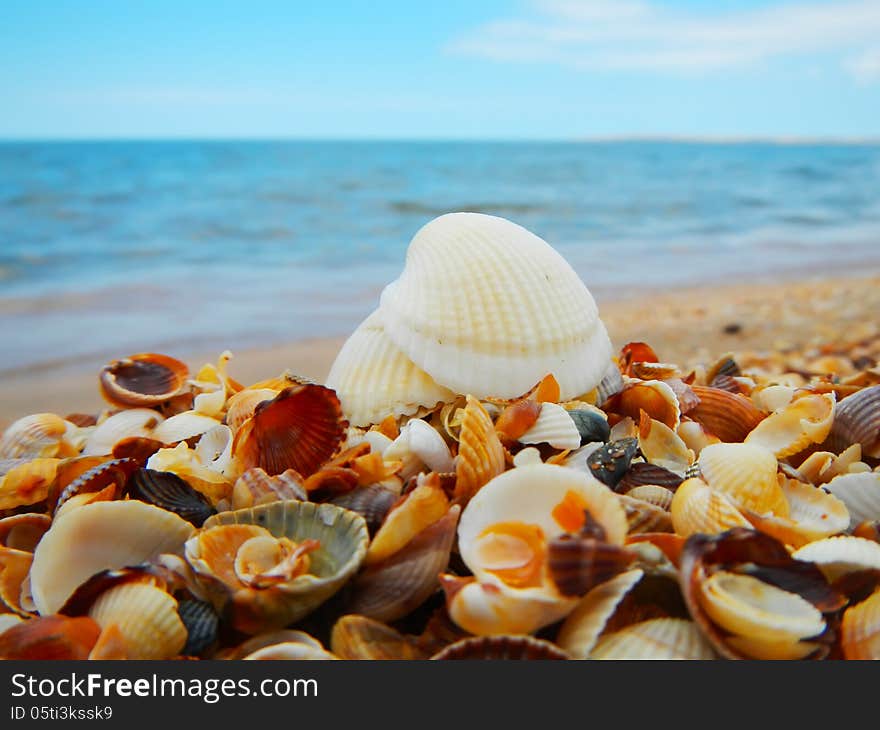 Landscape with shells on tropical beach. Landscape with shells on tropical beach