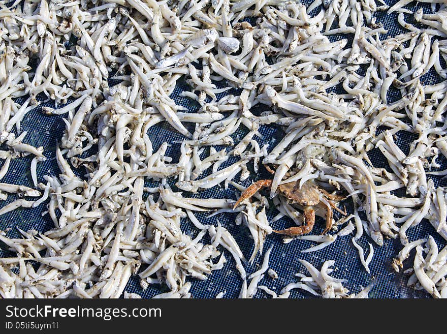 Small fishes dried in the sun light