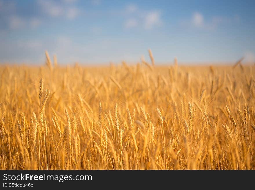 Autumn wheat field