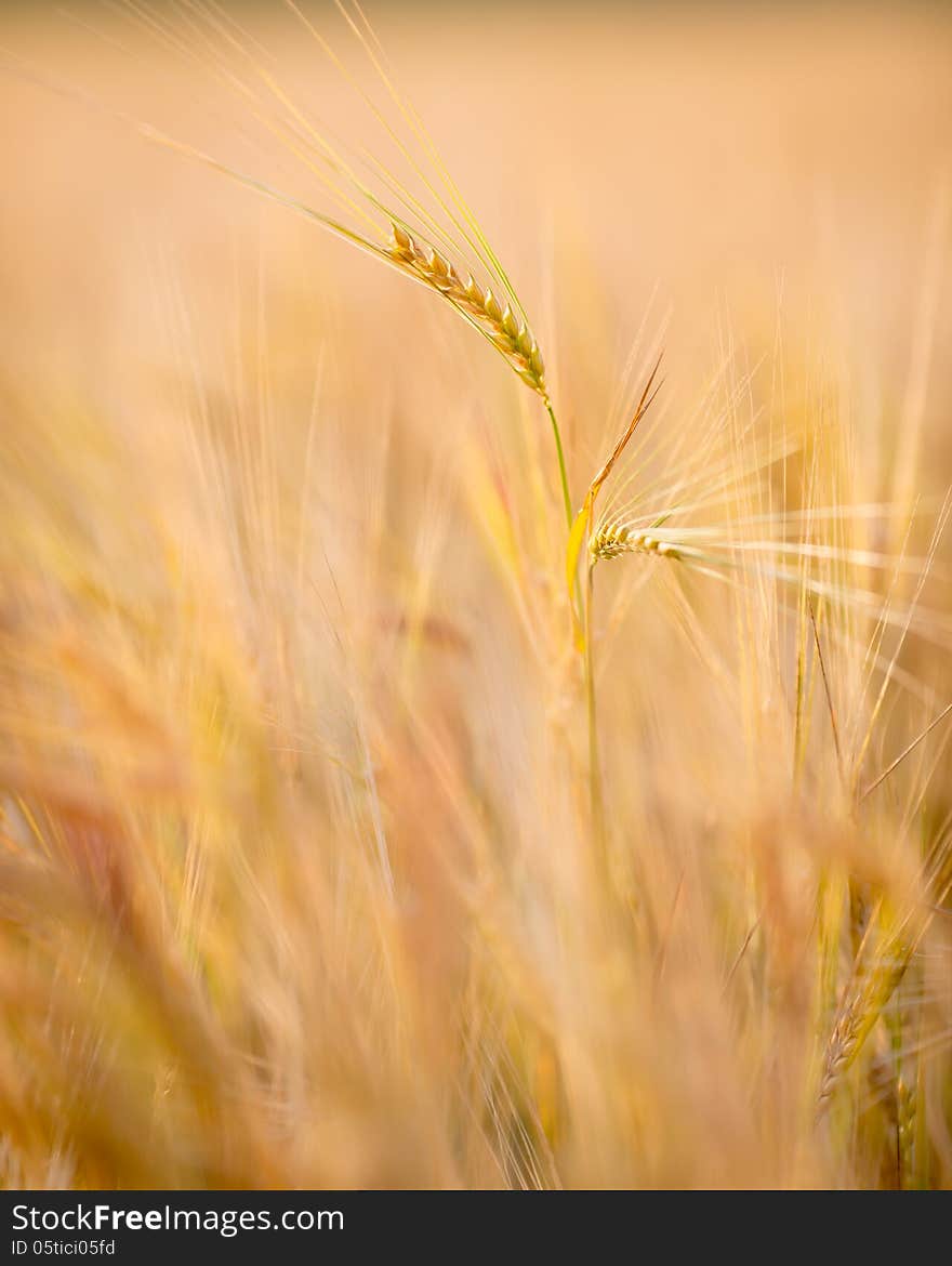 Autumn wheat field