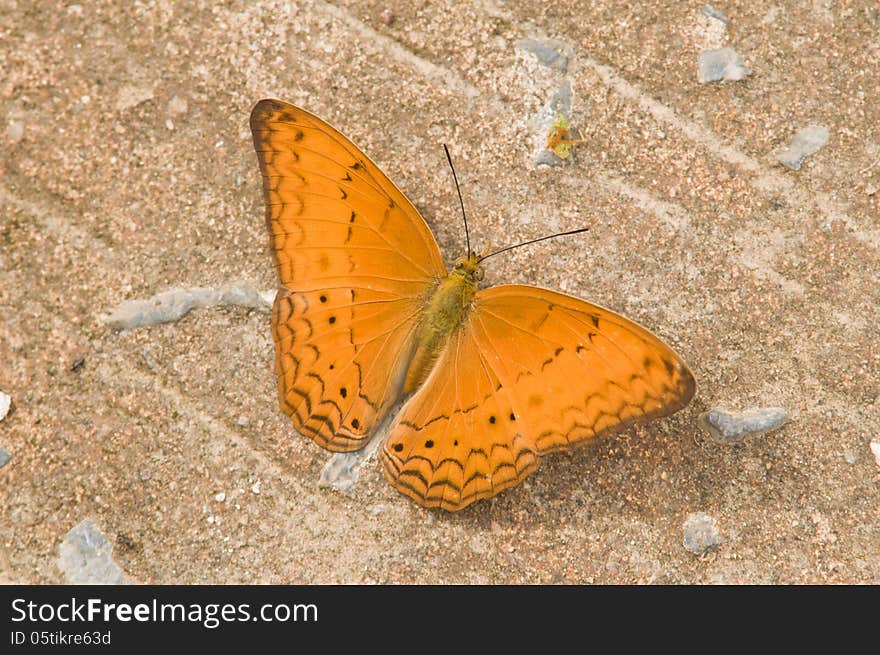 Common Yeoman &x28;Cirrochroa tyche&x29; Butterfly on Cement Background