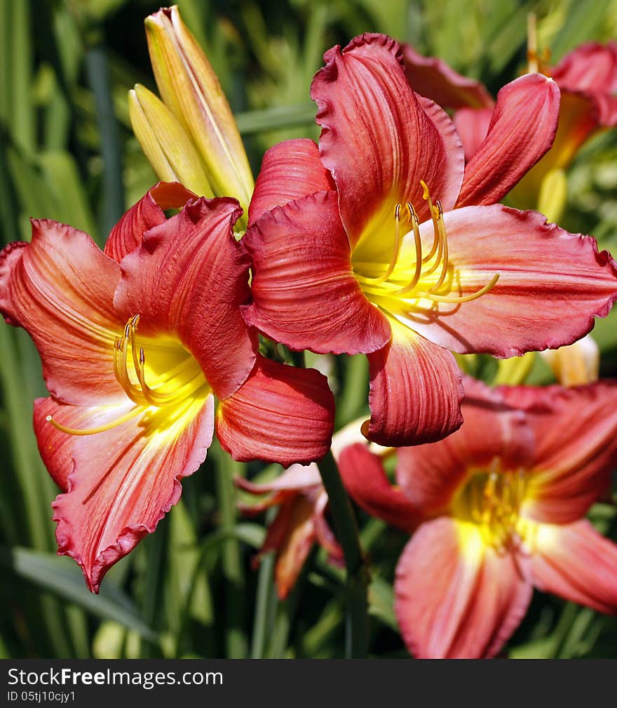 Closeup of two large orange lilies in a sunny garden.