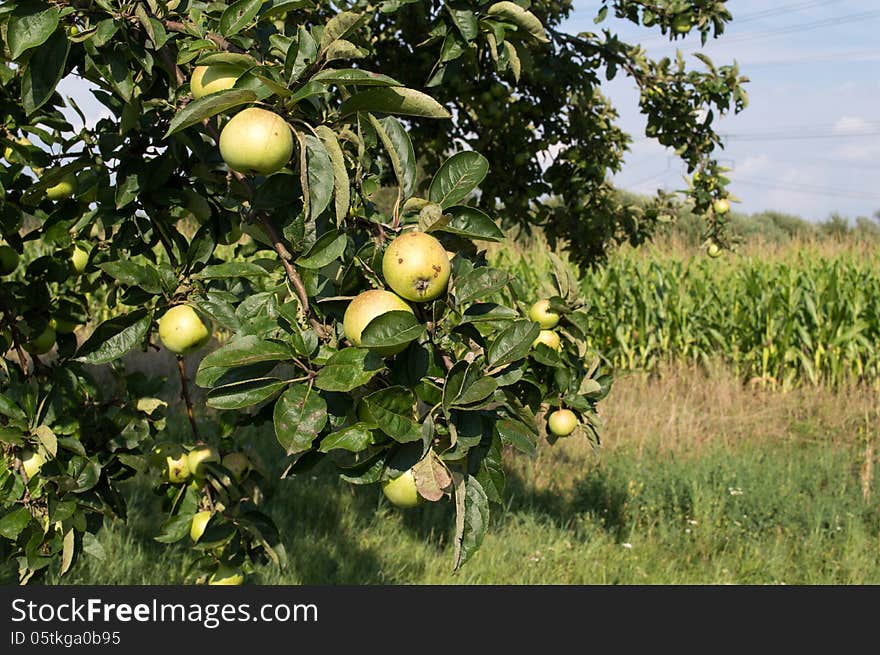 Green apples and cornfaild in suny day