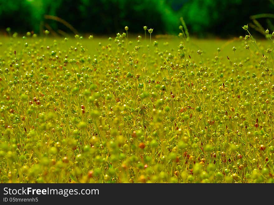 A field of flower about to open to the sun. A field of flower about to open to the sun