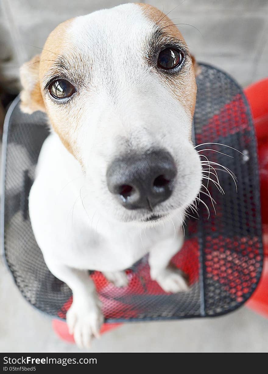 Close Up Dog Jack Russel