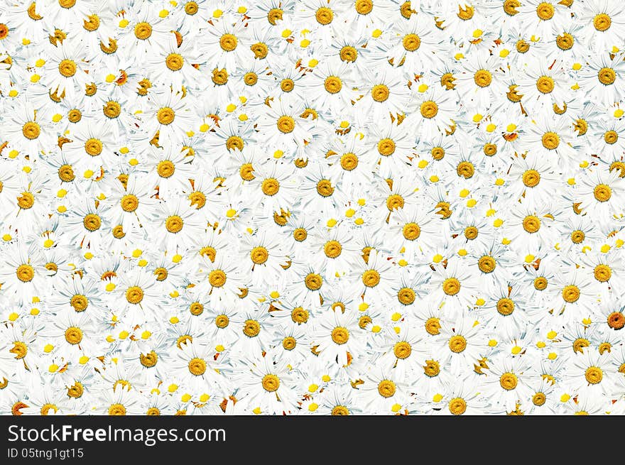 Flowers scattered in disarray at the forefront and creates background texture. Flowers scattered in disarray at the forefront and creates background texture