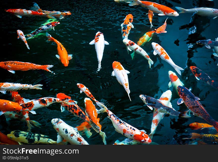 Koi fish swimming in the pond