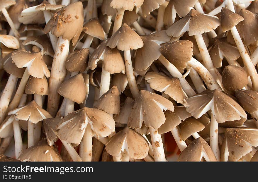 Termite Mushroom