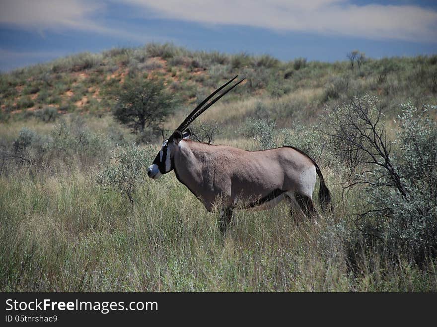 The gemsbok or gemsbuck (Oryx gazella) is a large antelope in the Oryx genus. It is native to the arid regions of Southern Africa, such as the Kalahari Desert. The gemsbok or gemsbuck (Oryx gazella) is a large antelope in the Oryx genus. It is native to the arid regions of Southern Africa, such as the Kalahari Desert