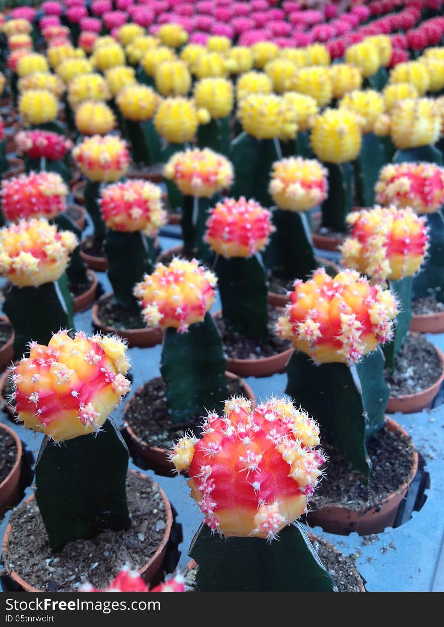 Colorful cactus