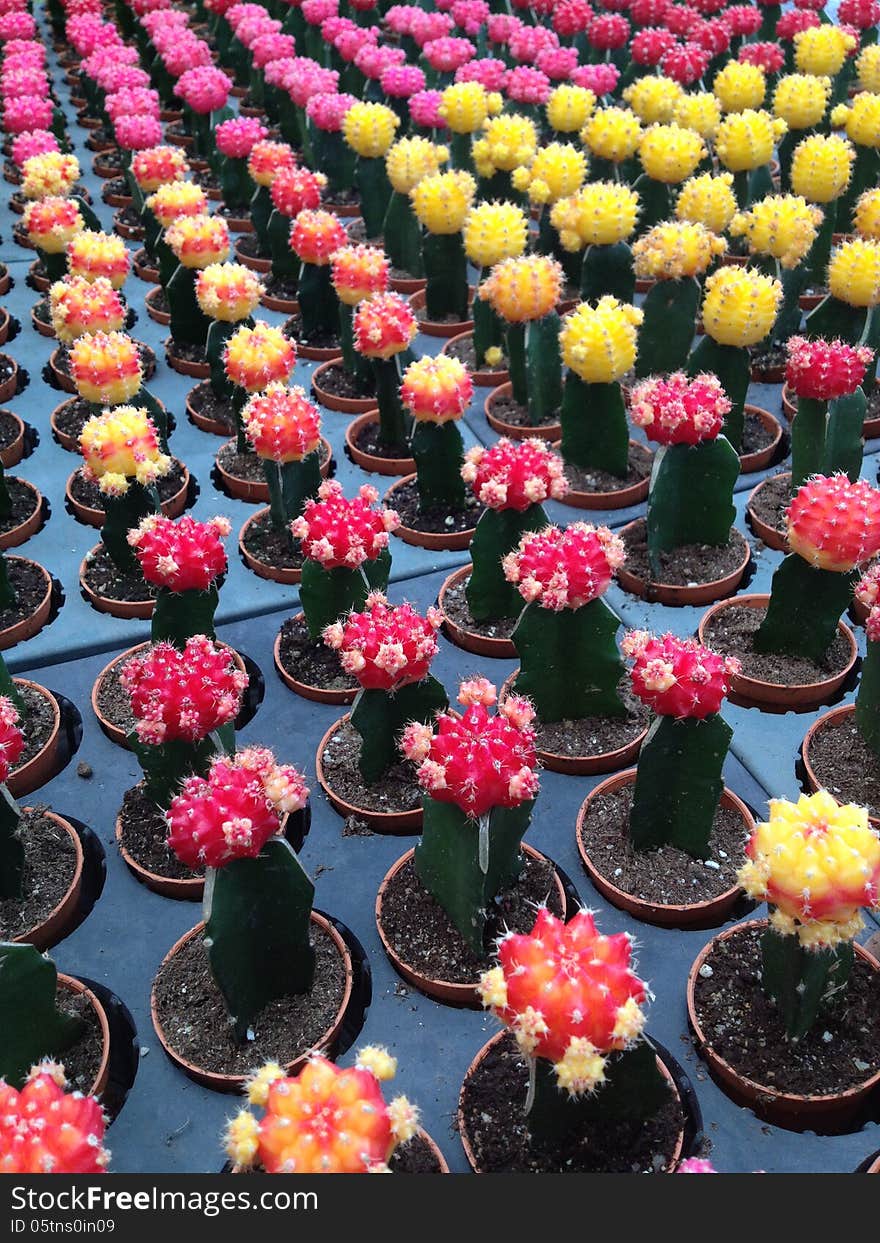 Colorful cactus