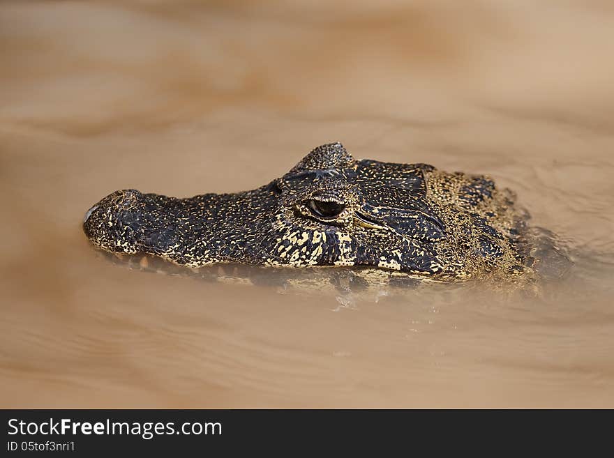 Yacare Caiman