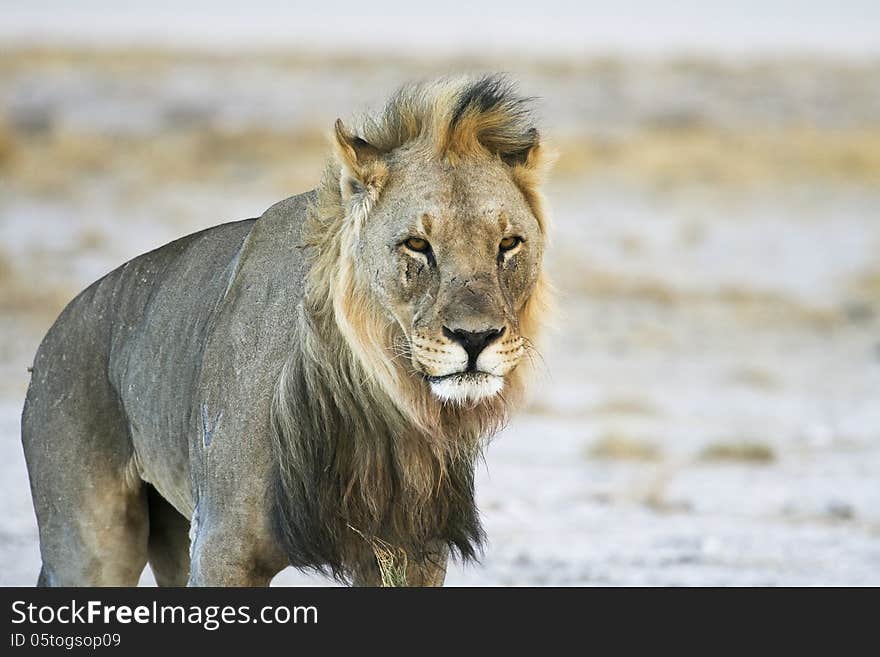 An old wind blown male lion with scarred face set against the blurred desert of Etosha National Park, Namibia in Southern Africa. An old wind blown male lion with scarred face set against the blurred desert of Etosha National Park, Namibia in Southern Africa