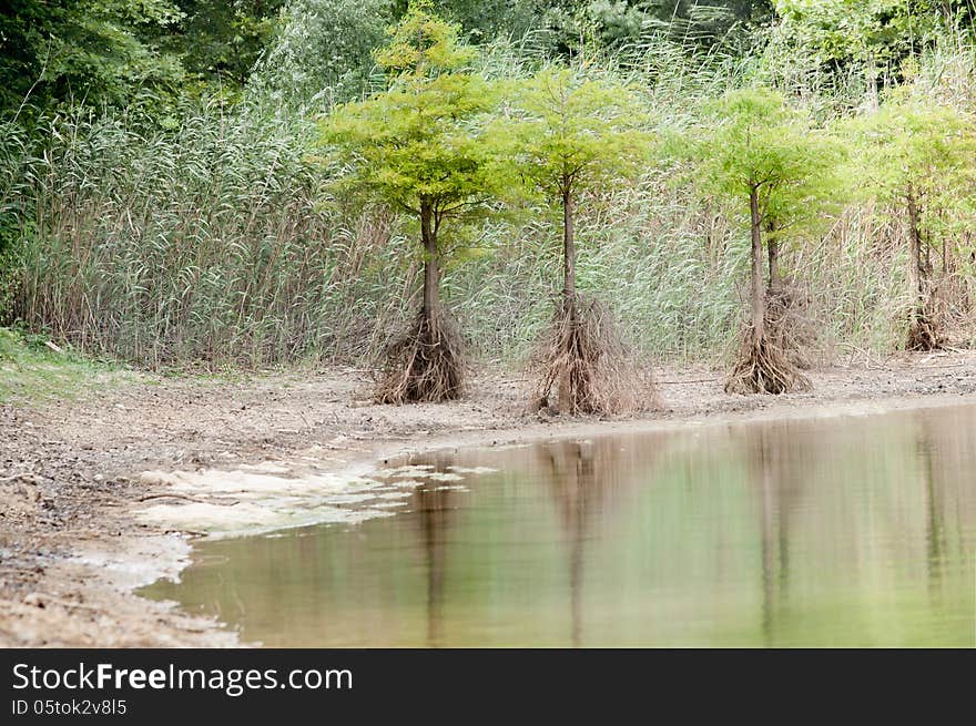 Horizontal photo showing dead roots of trees near water, because of water shortage and severe drought caused by global warming of Earth. Horizontal photo showing dead roots of trees near water, because of water shortage and severe drought caused by global warming of Earth.