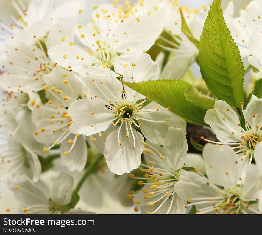 Blossom cherry close-up