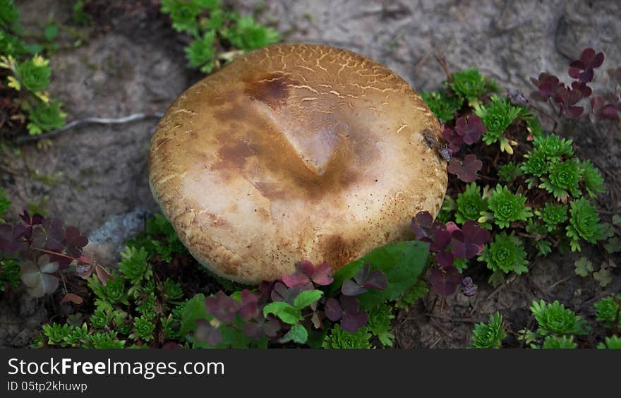 Mushroom, surrounded by plants green. Mushroom, surrounded by plants green