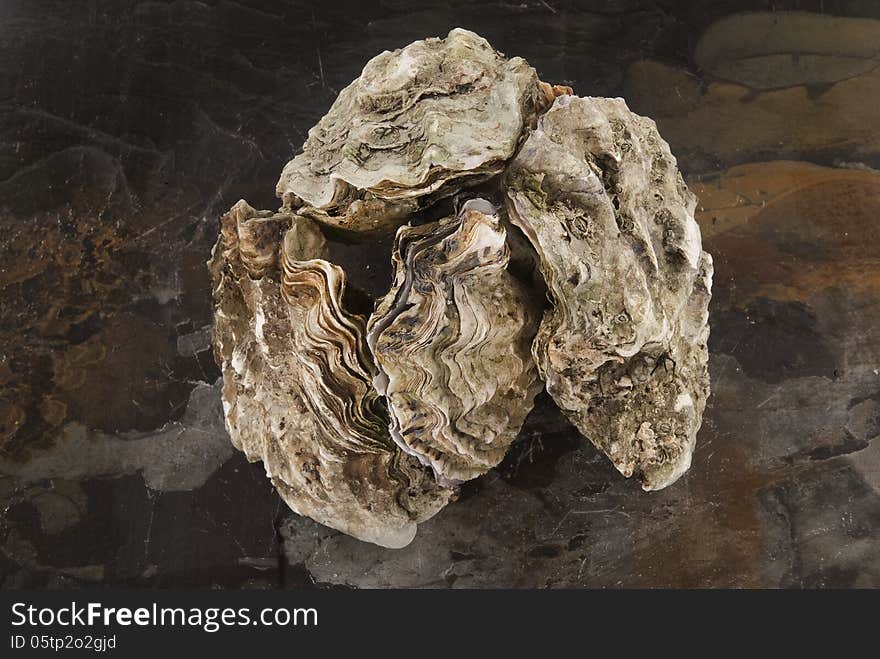 Fresh oysters in their shell against white