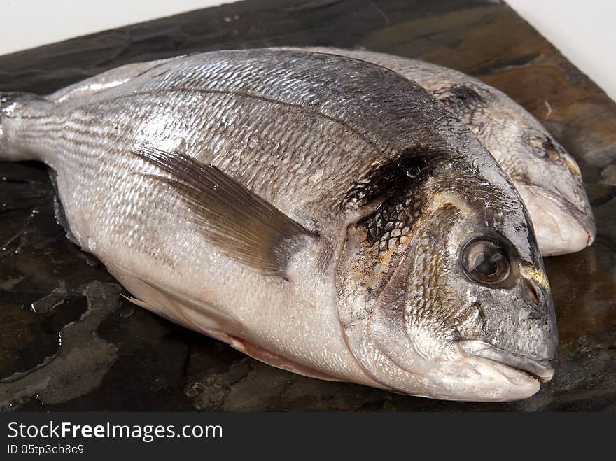 Sea Bream