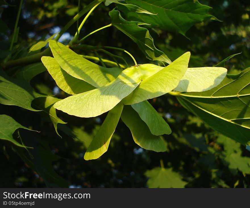 Norway maple fruit