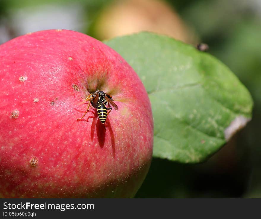 Wasp Sits On A Ripe Apple