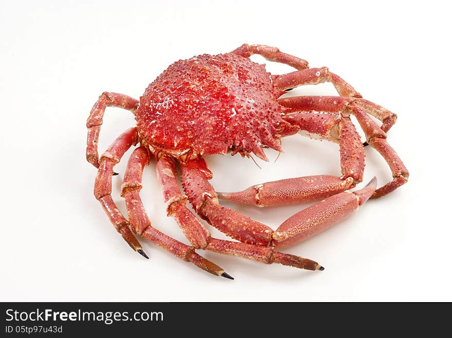 Wild red crab isolated against white backround