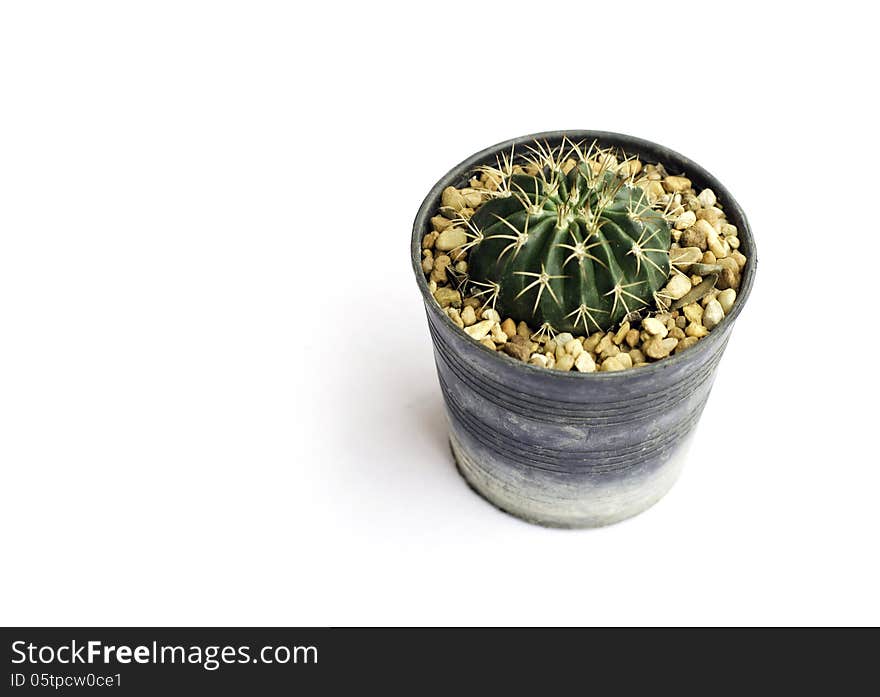 Cactus in a flowerpot on white background