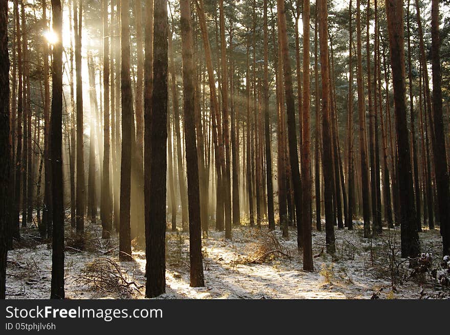 The photograph shows a pine forest in winter. Ground cover of snow. Among the trees carries the fog illuminated sun. The photograph shows a pine forest in winter. Ground cover of snow. Among the trees carries the fog illuminated sun.