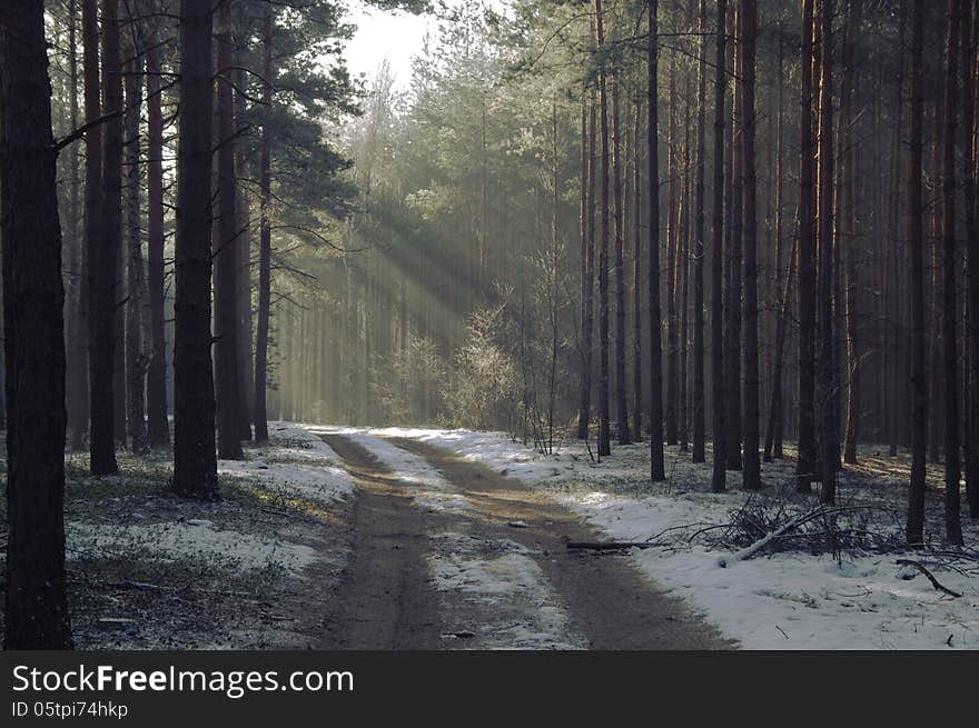 The photograph shows a pine forest in winter. Ground cover of snow. Among the trees carries the fog illuminated sun. The photograph shows a pine forest in winter. Ground cover of snow. Among the trees carries the fog illuminated sun.